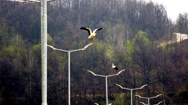 2500 дней трансформации: как сербские рудники из шрама на Земле превращаются в зелёные горизонты